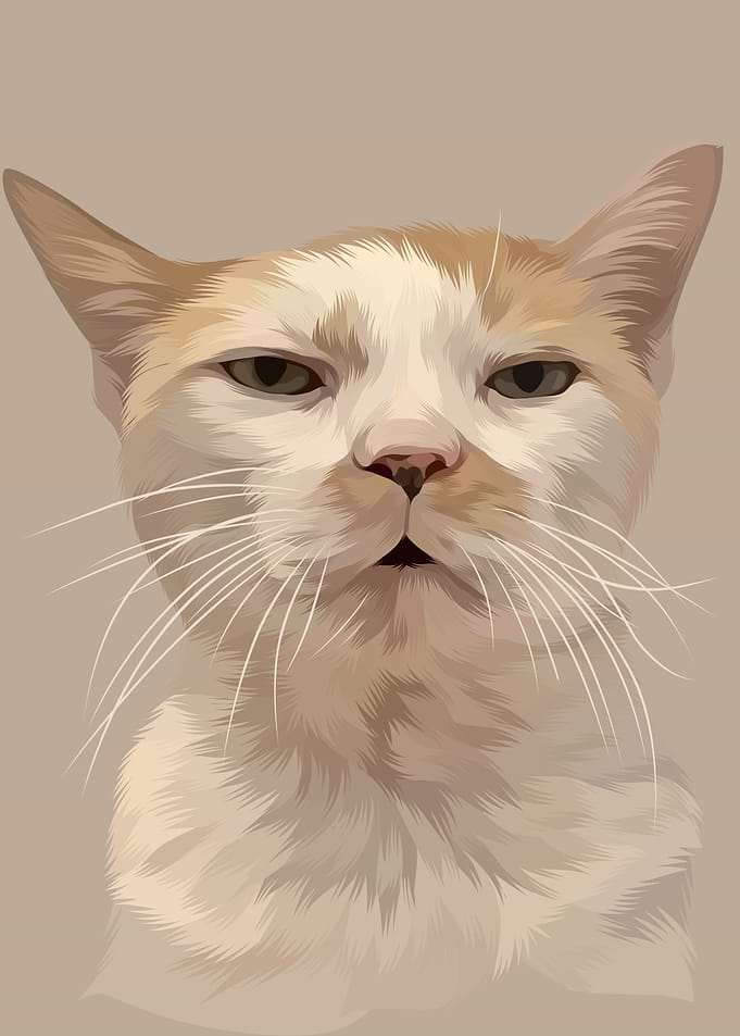 Weird Funny Cat