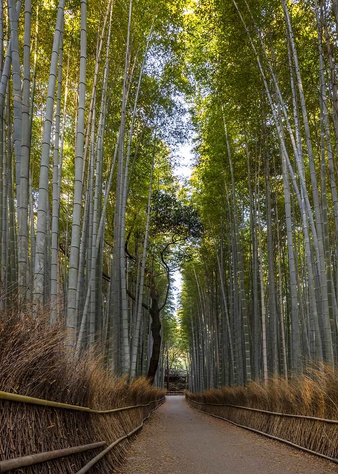 Arashiyama Bamboo Forest