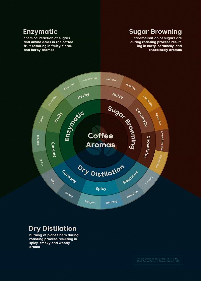 coffe aromas info graphic