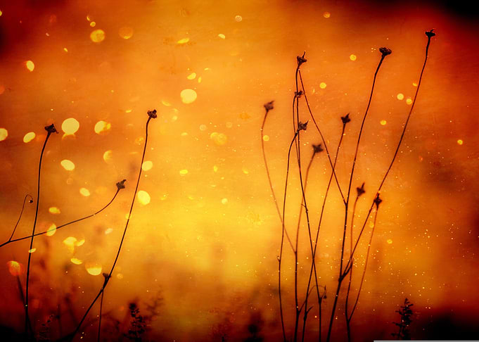 plant light particles