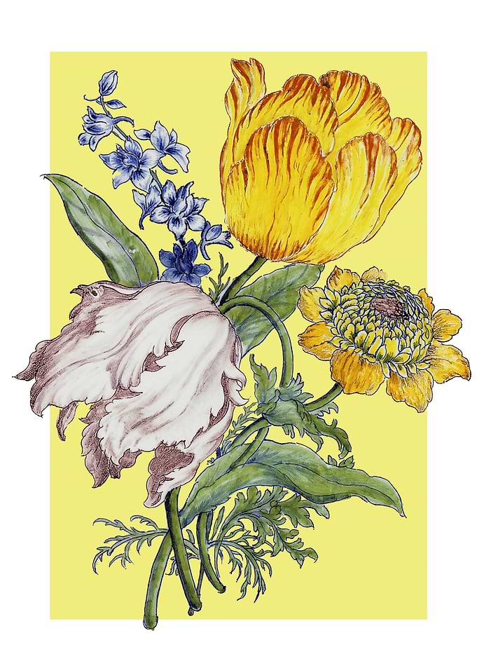 Yellow and White Tulips