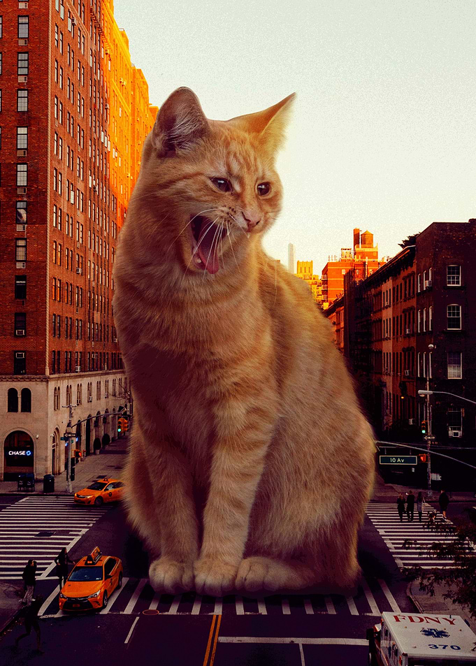 Giant Cat