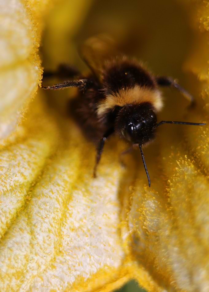 Fluffy Flower BumbleBee