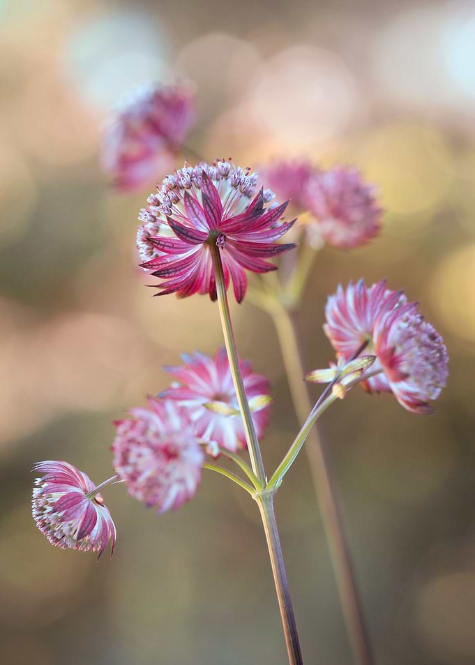 Spring flowers