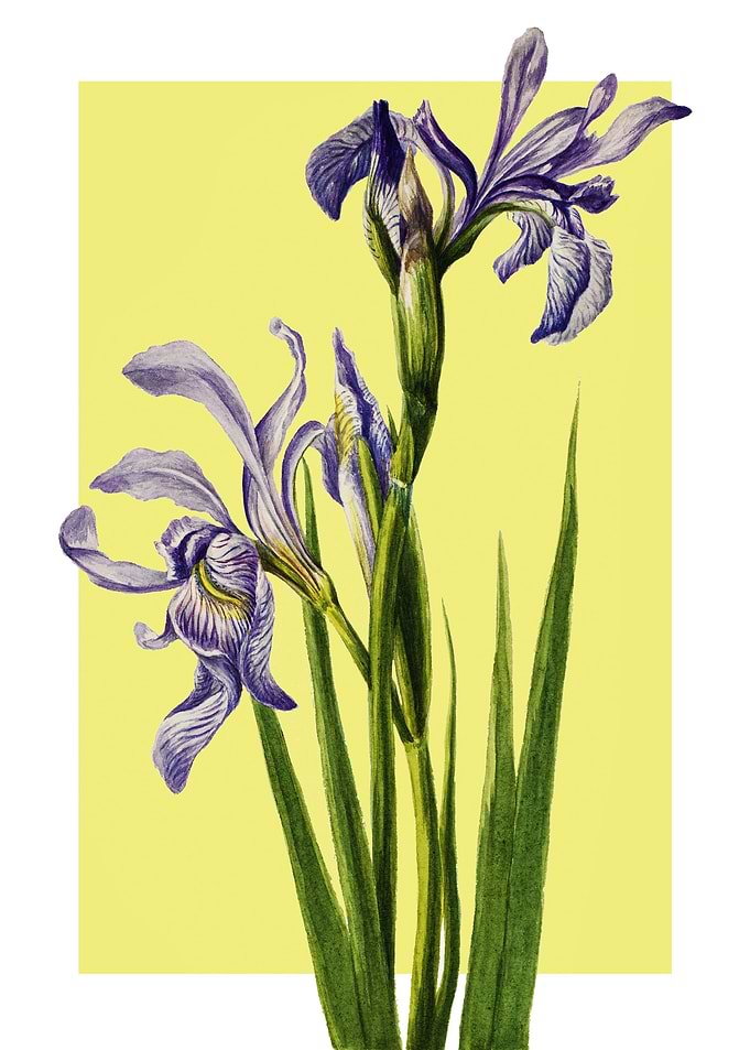 Western Blue Flag Iris