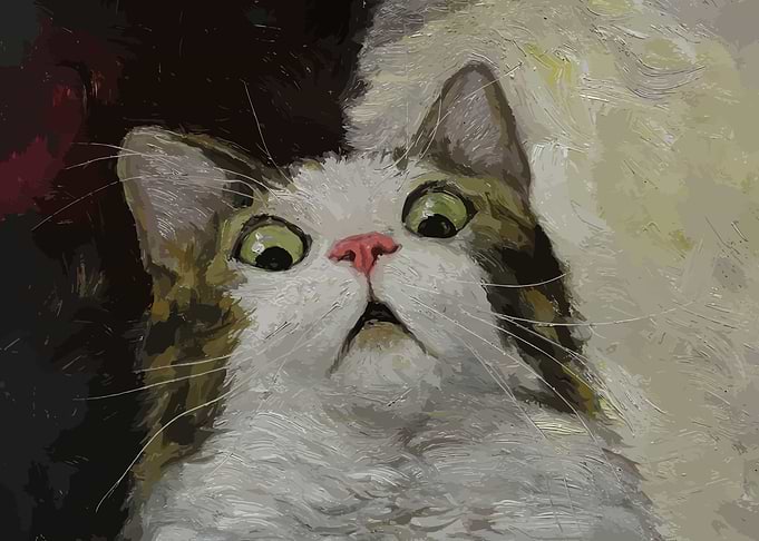Cat Meme Funny