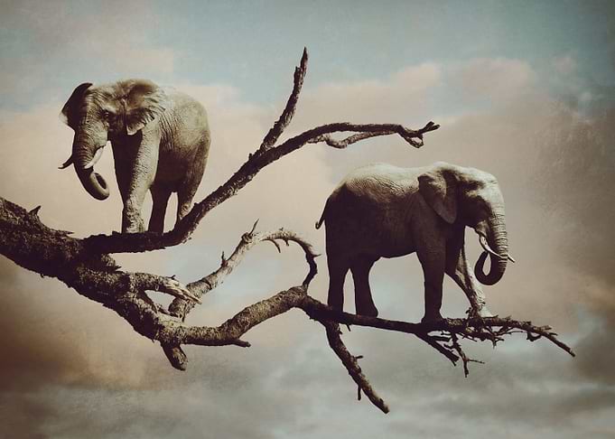 Out on a Limb