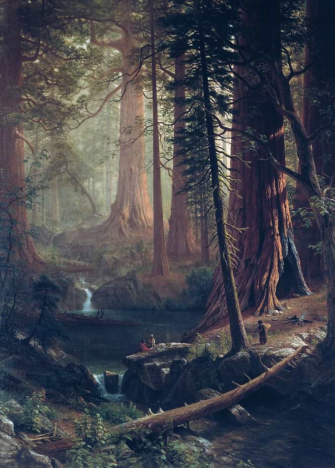 Giant Redwood Trees