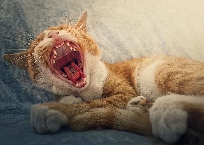 yawning sleepy cat