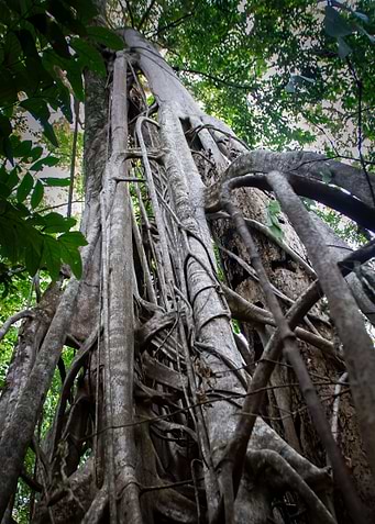 ancient tree from below