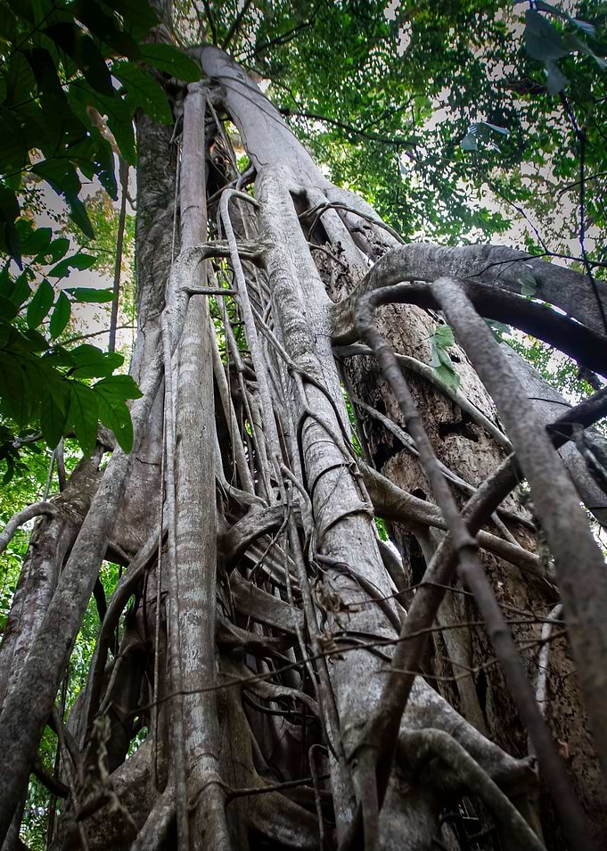 ancient tree from below