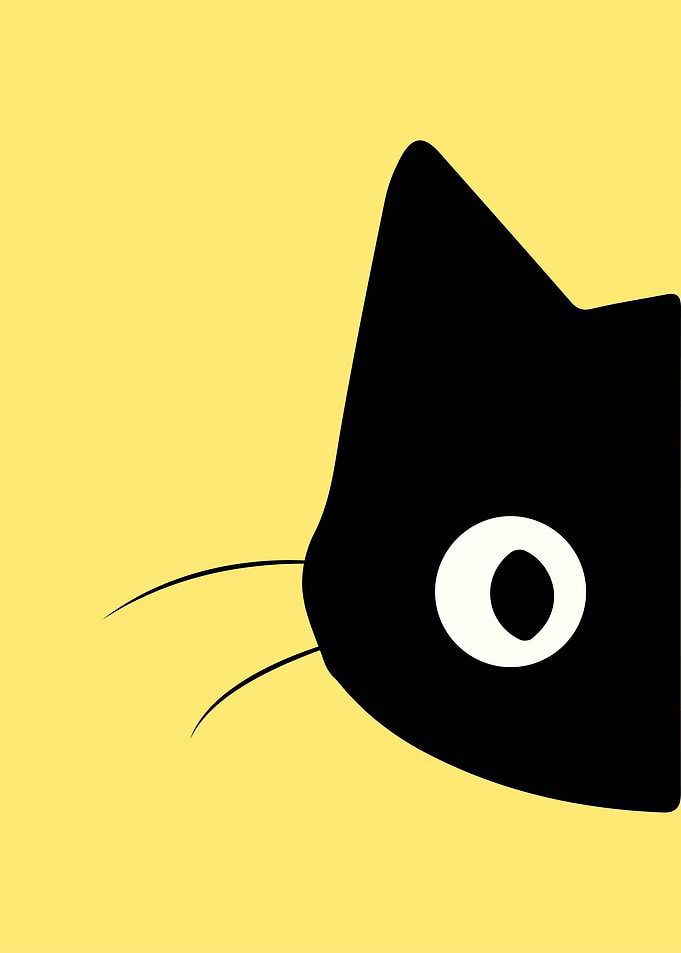 Funny Cat Animals