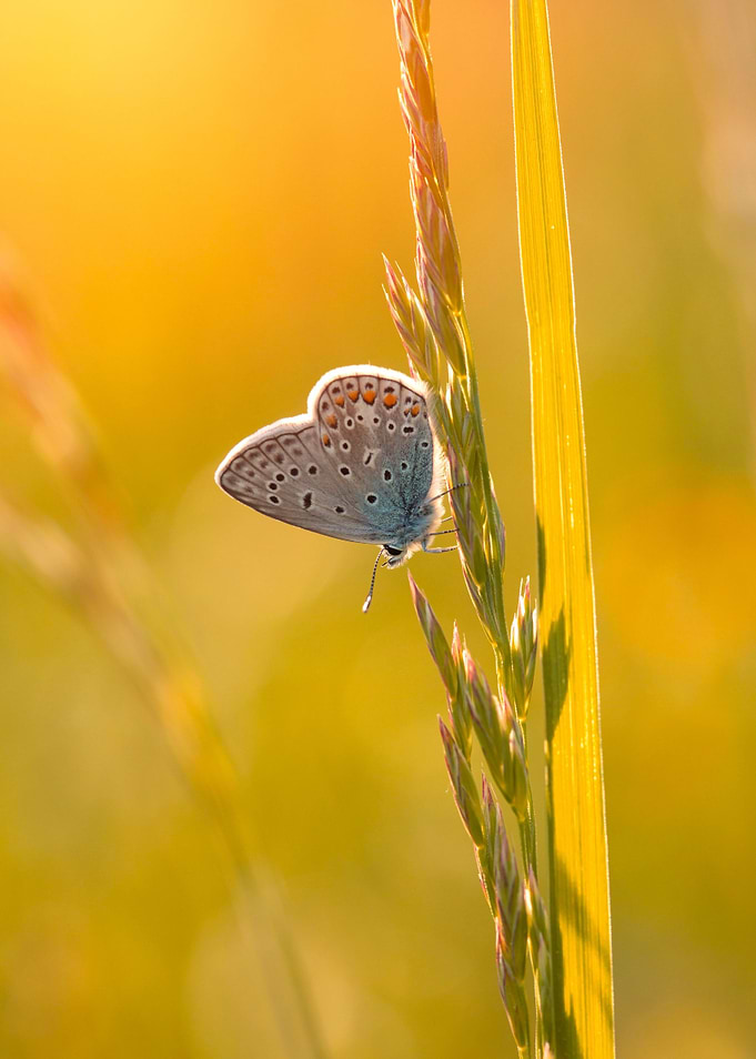 Spring butterfly