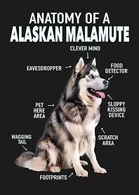 Alaskan malamute