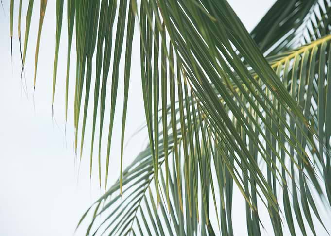 Lush Caribbean Palms 5