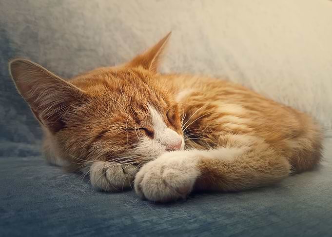 Orange kitten sleeping