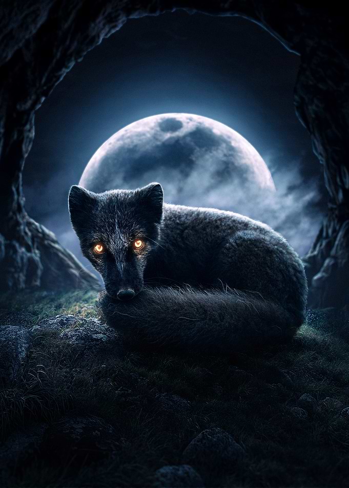 Midnight Fox