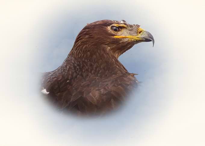 Steppe eagle