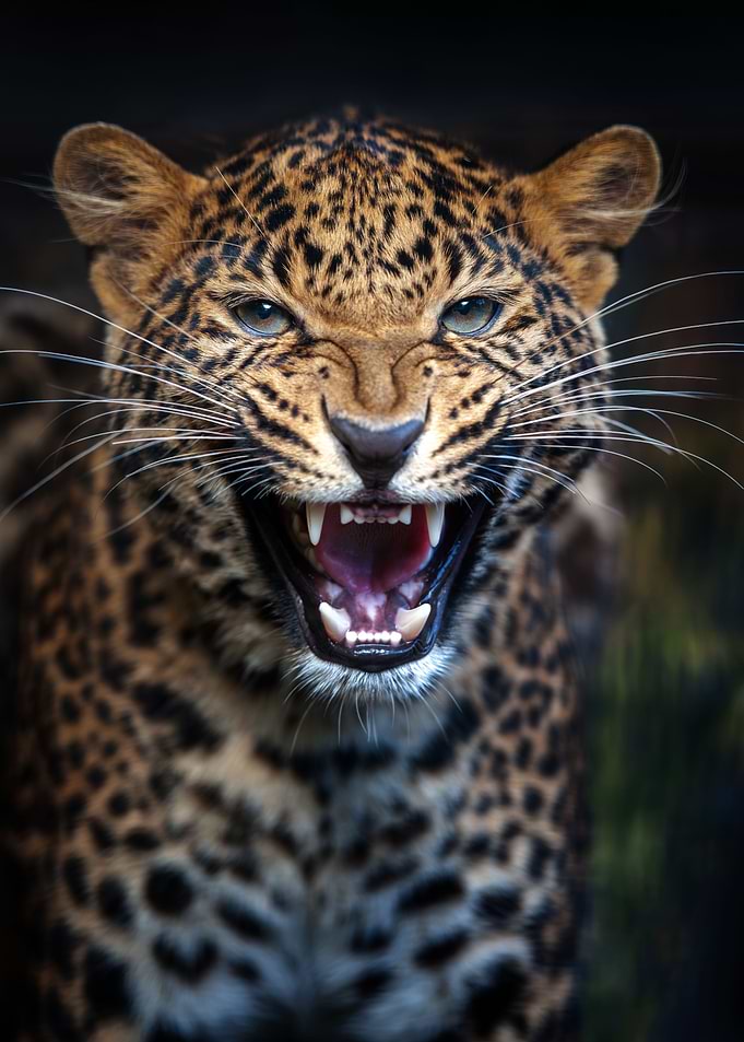 Leopard