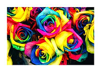 PRIDE Roses