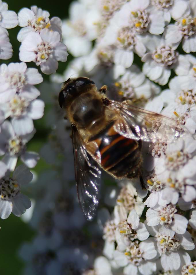 Honey Bee On Flower Photo