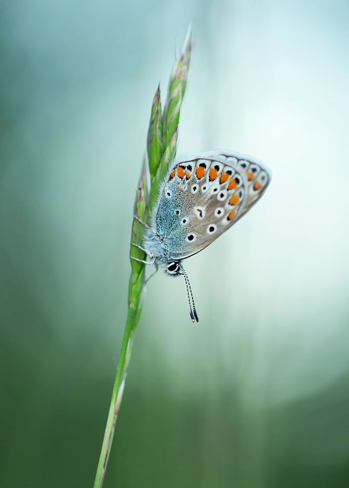 Spring butterfly