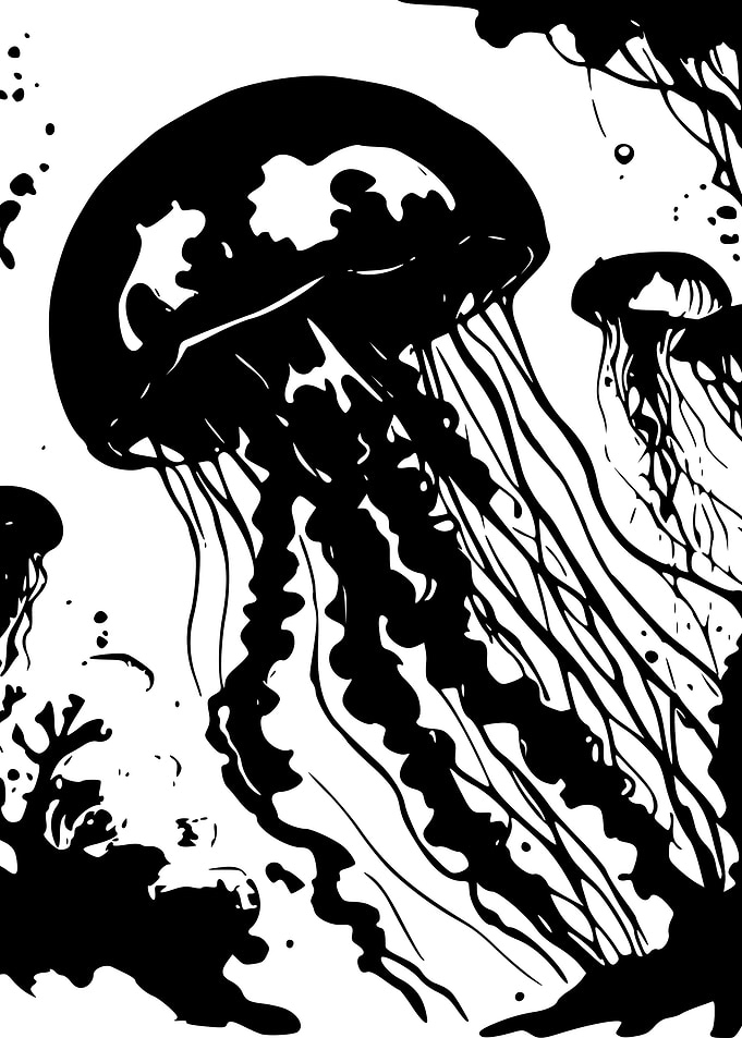 Jellyfish