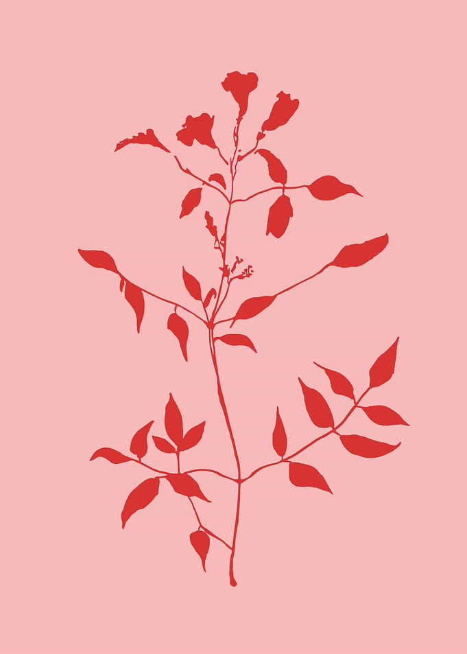 Bleeding heart