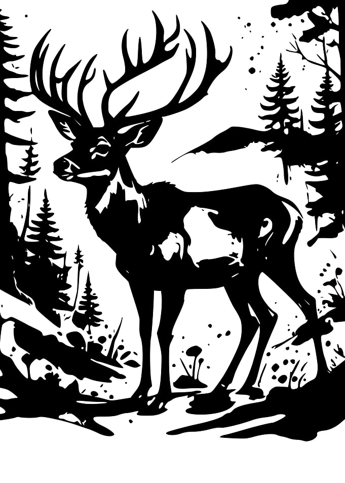 Mule Deer