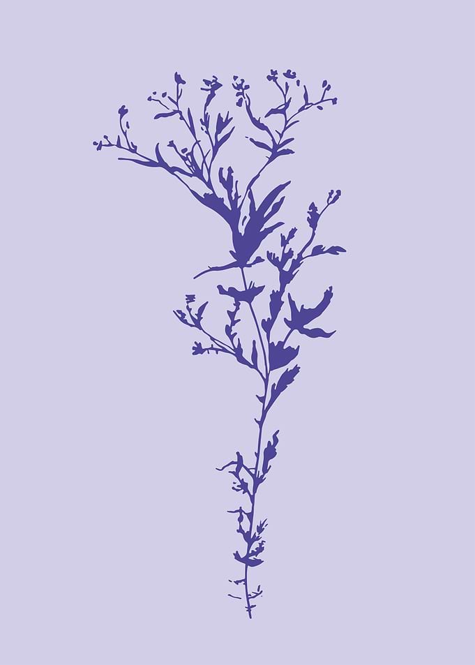 Chervil