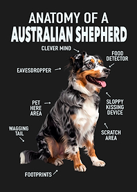 Australian shepherd