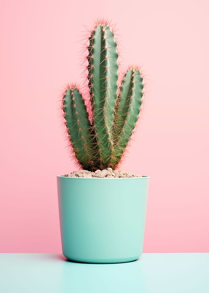 Cactus