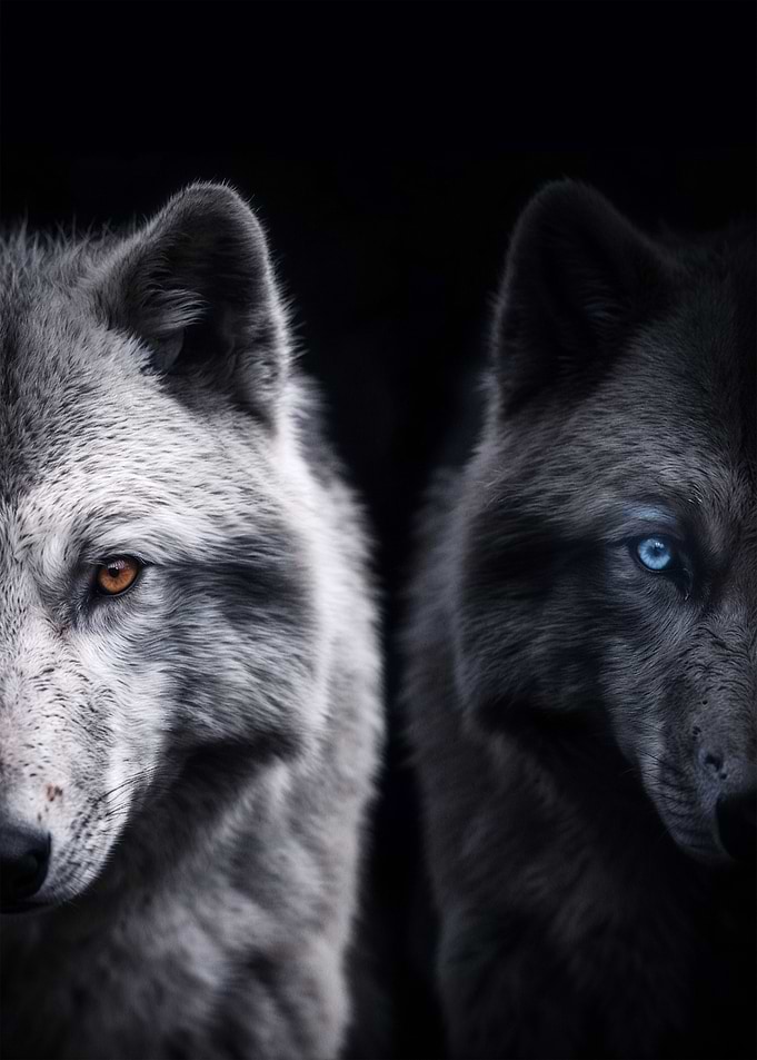 black wolf with blue eyes