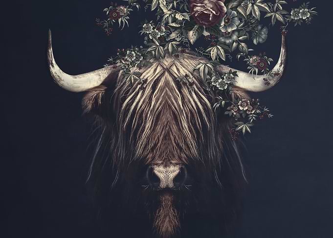 Highlander No2 LS