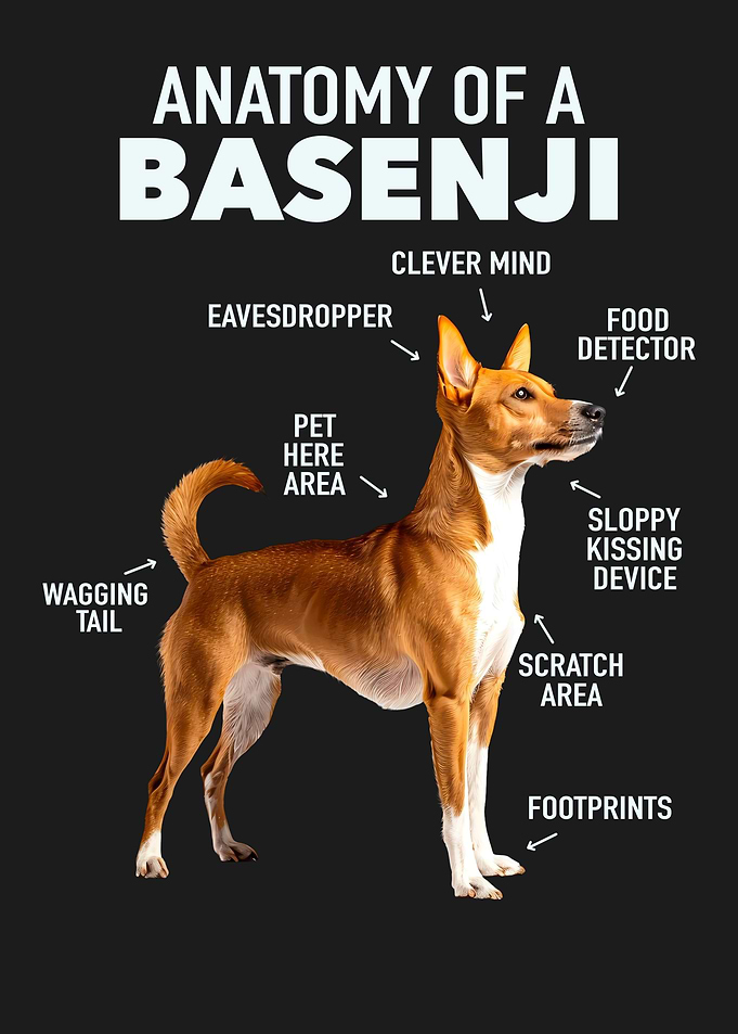 Basenji