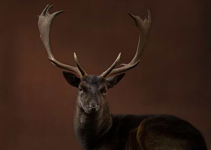 Deer dark brown background