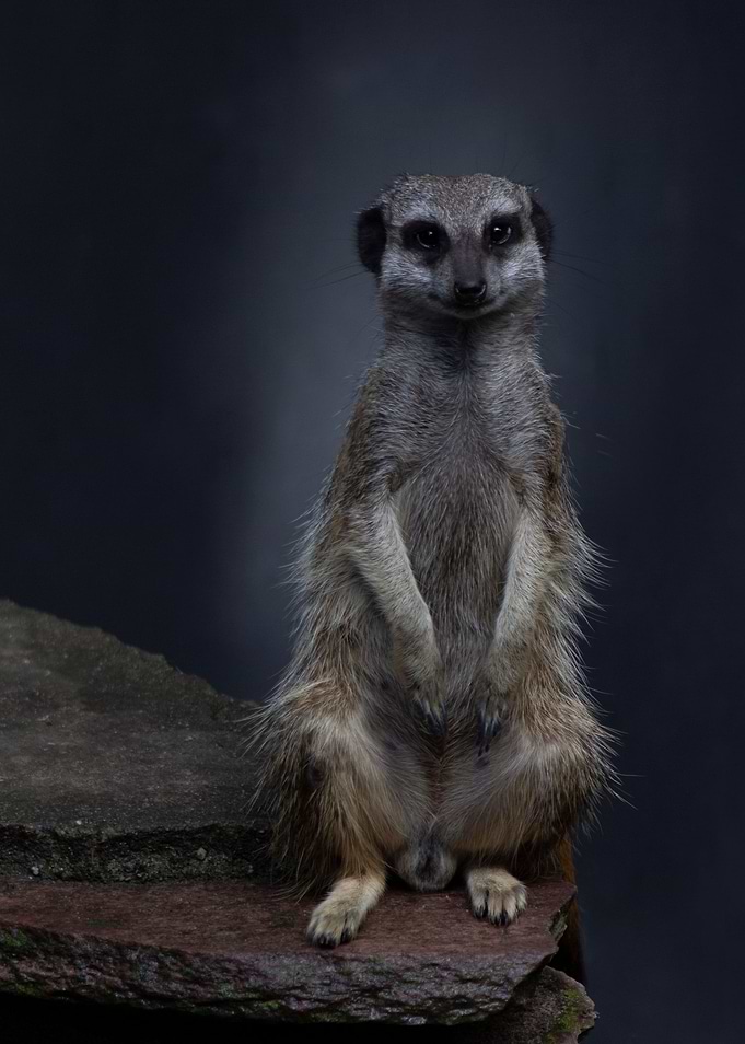 Meerkat portrait front