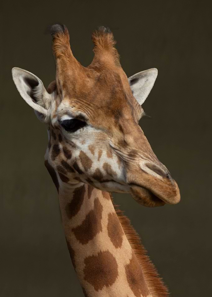 happy giraffe