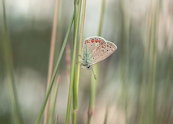 Spring butterfly