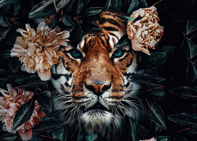 Tiger LS
