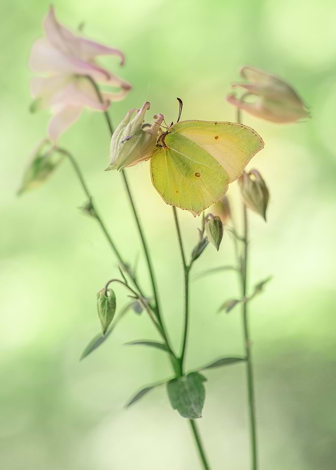 Creamy columbines