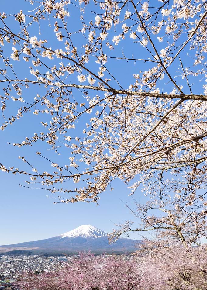 Mount Fuji cherry blossoms