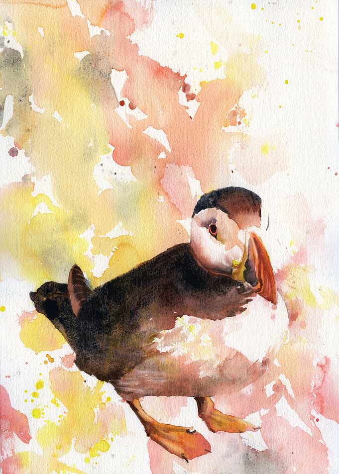 Puffin fine art watercolor