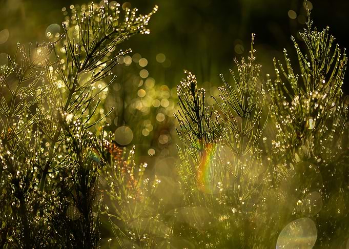 Nature impression