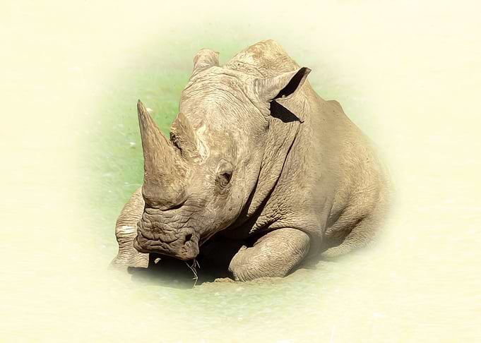 Rhinoceros