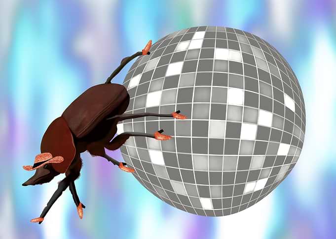 Cowboy Dung Beetle Disco