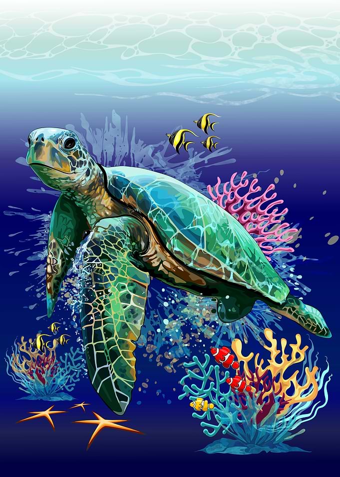 Sea turtle Coral Reef