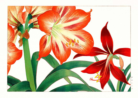 Amaryllis Beauty — Japanese art metal poster