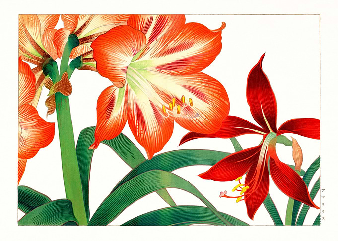 Amaryllis Beauty