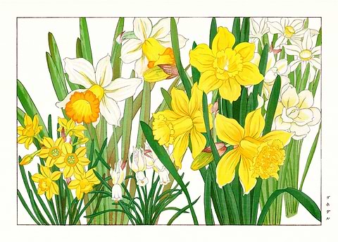 Daffodil Elegance — Japanese art metal poster